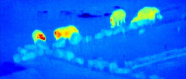 Una aplicación de la Astronomía para salvar especies en peligro de extinción 