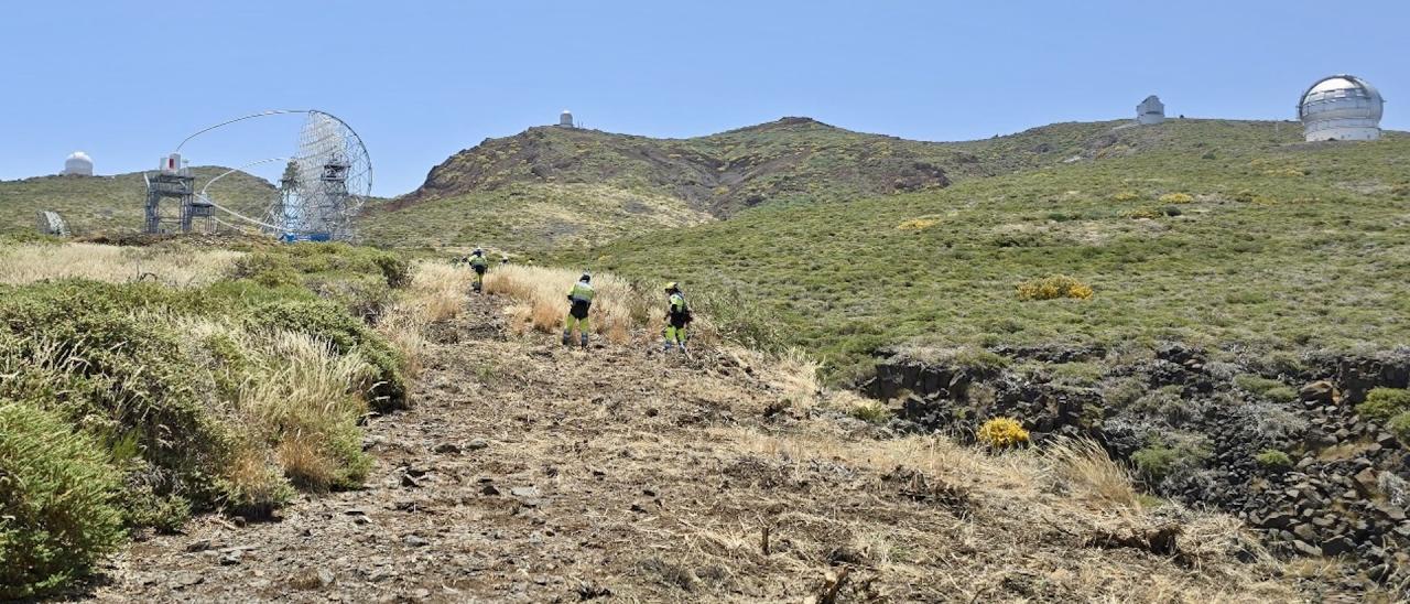 EIRIF technicians cut the brush to create an fire barrier in the close surroundings of the Roque de Los Muchachos Observatory on La Palma