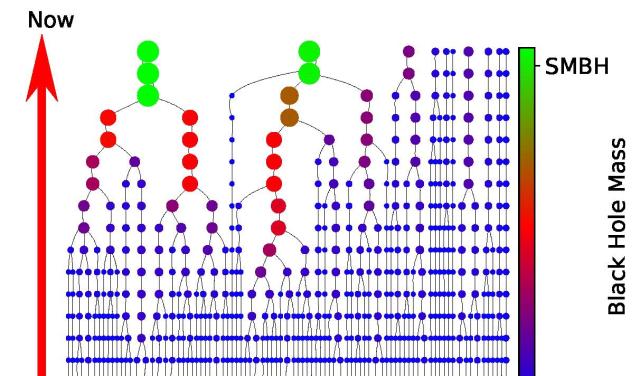 Intermediate-mass black hole evolution scheme