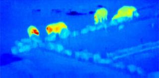 Imagen infrarroja térmica en falso color de una manada de rinocerontes tomada con un dron en el Knowsley Safari Park (Reino Unido). Créditos: Serge Wich, Andy Goodwin (Remoteinsights), James Crampton, Maisie Rashman, Maria de Juan Ovelar, Steven Longmore. 8532